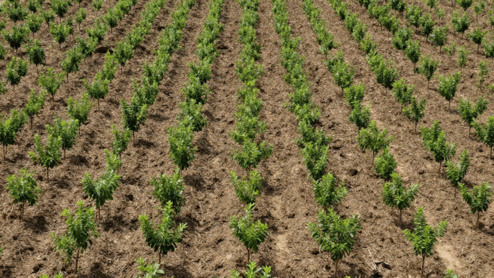 freepik__reforestation-project-site-transitioning-from-degr__54539 (1)